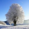 winter landscaping tips
