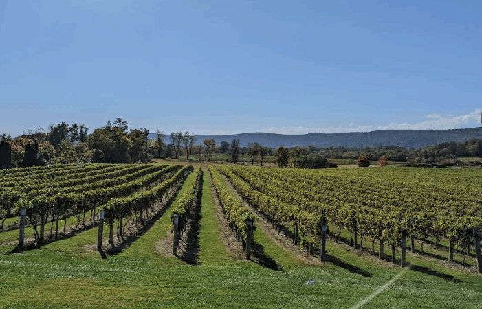 Virginia Wineries near Ashburn VA